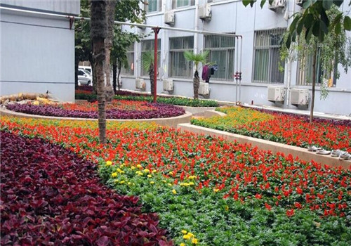 徐州市第六人民医院体检中心绿化环境 徐州市第六人民医院体检中心绿化环境